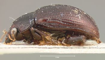 Media type: image; Entomology 9794   Aspect: habitus lateral view